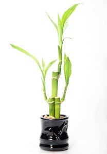 Lucky Bamboo3
